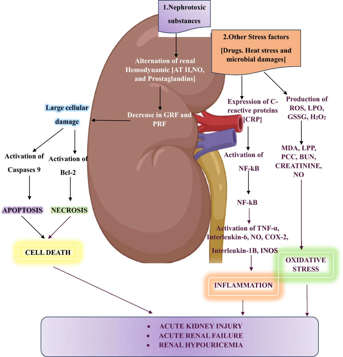 is s acetyl glutathione safe for kidneys Advances in nephroprotection: the therapeutic role of selenium, silver, and  gold nanoparticles in renal health | International Urology and Nephrology