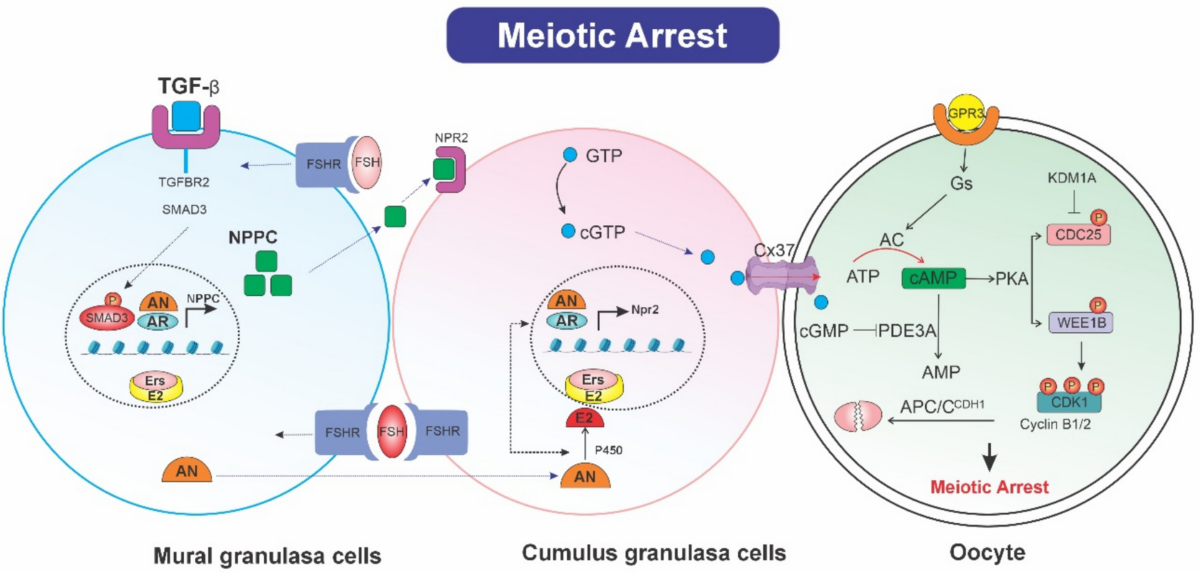 atp glutathione injections Injection: Is It Really Worth The Hype? Mitochondrial metabolism determines chemotherapy sensitivity