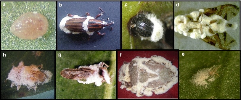 The production and uses of Beauveria bassiana as a microbial insecticide