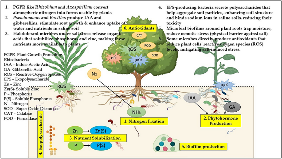 Transformative strategies for saline soil restoration: Harnessing  halotolerant microorganisms and advanced technologies | World Journal of  Microbiology and Biotechnology