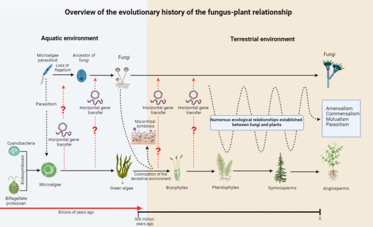 How genomics can help unravel the evolution of endophytic fungi | World  Journal of Microbiology and Biotechnology | Springer Nature Link