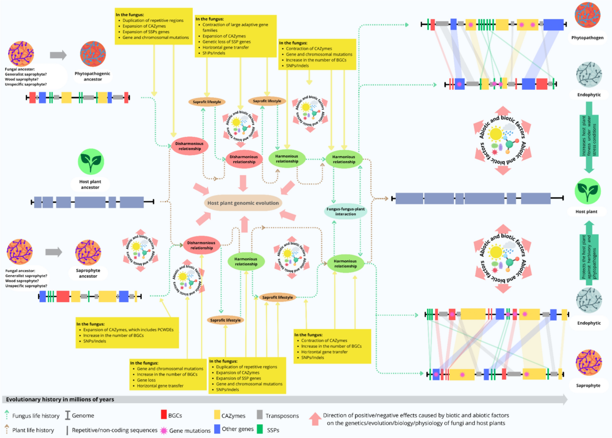 How genomics can help unravel the evolution of endophytic fungi | World  Journal of Microbiology and Biotechnology | Springer Nature Link
