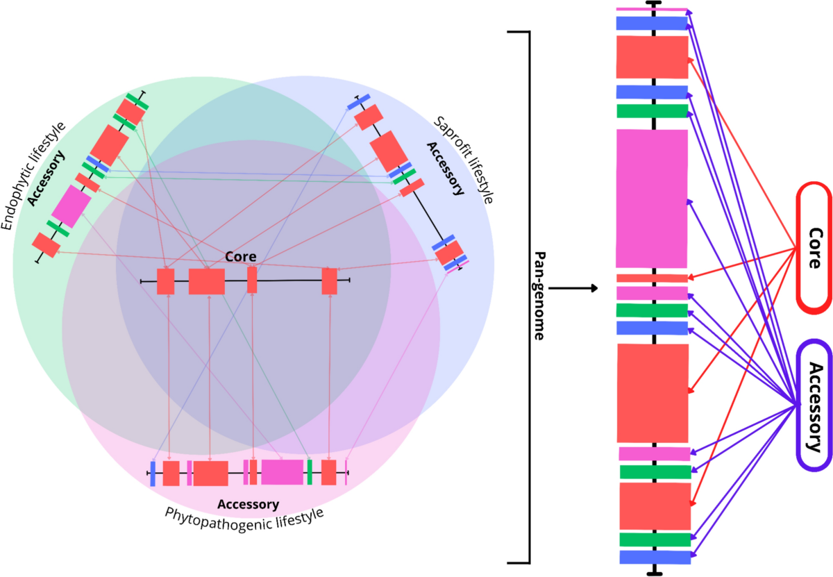 How genomics can help unravel the evolution of endophytic fungi | World  Journal of Microbiology and Biotechnology | Springer Nature Link