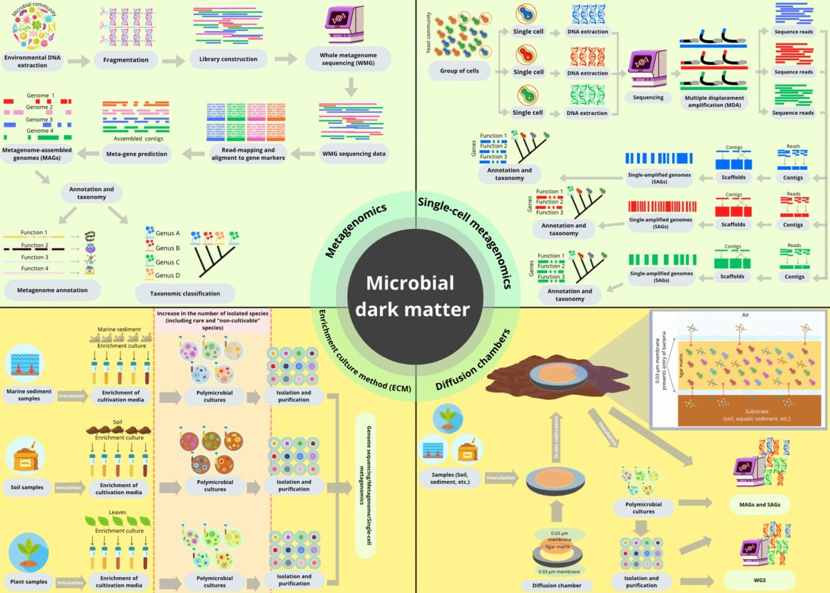How genomics can help unravel the evolution of endophytic fungi | World  Journal of Microbiology and Biotechnology | Springer Nature Link
