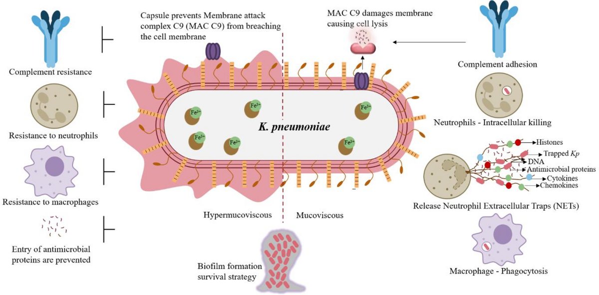 ipamorelin molecular weight g mol Ipamorelin (5mg)