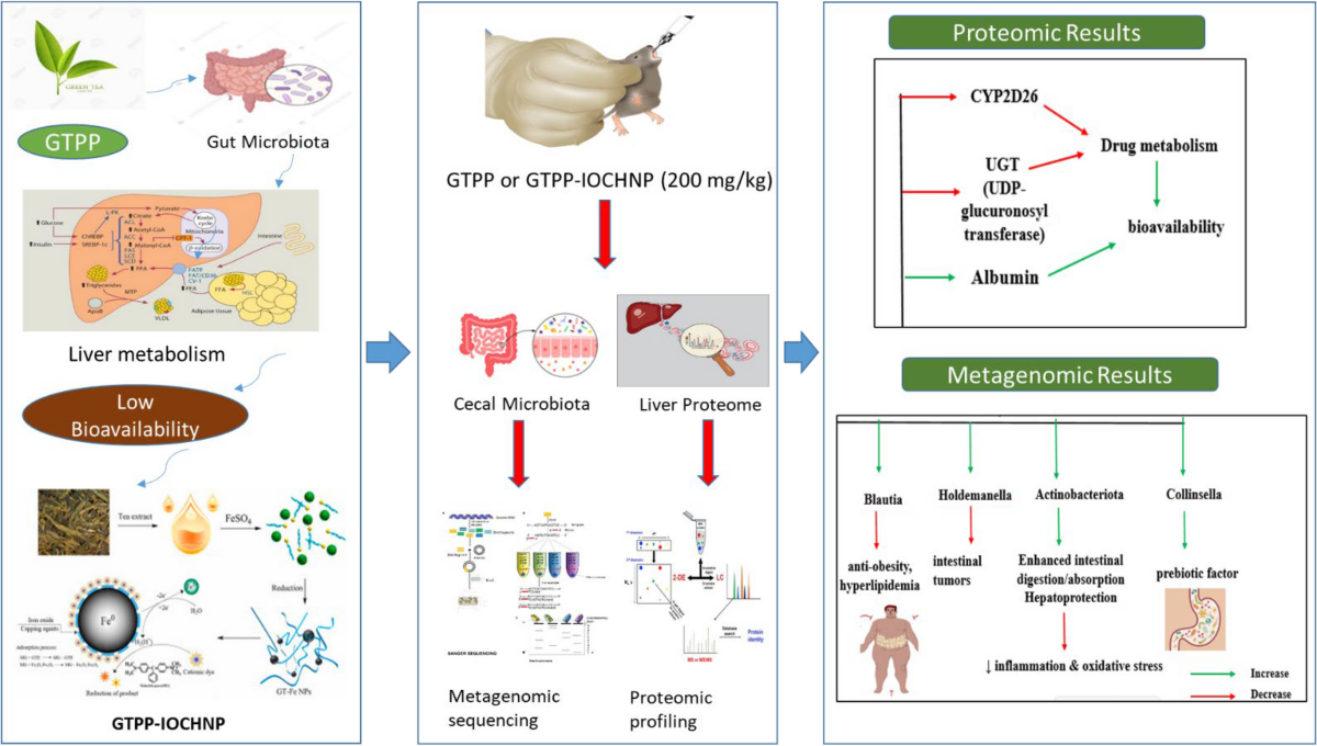 oral glutathione bioavailability studies delivery of glutathione: antioxidant function, barriers and strategies ScienceOpen Effects of Oral Glutathione Supplementation
