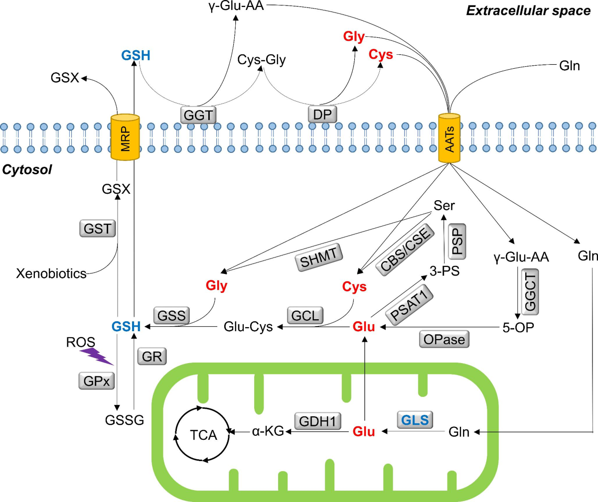 lowering mcp-3 blood levels glutathione Oxidative stress is a shared characteristic of ME/CFS and Long COVID Glutathione, polyamine, and lysophosphatidylcholine synthesis