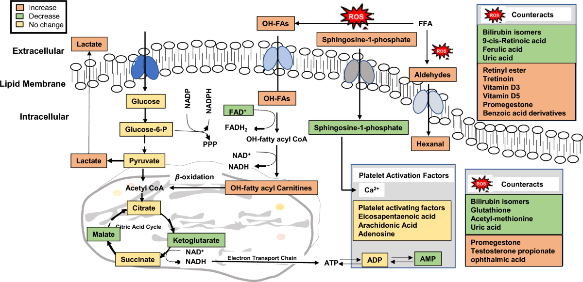 Metabolomics evaluation of the photochemical impact of violet-blue light  (405 nm) on ex vivo platelet concentrates | Metabolomics | Springer Nature  Link
