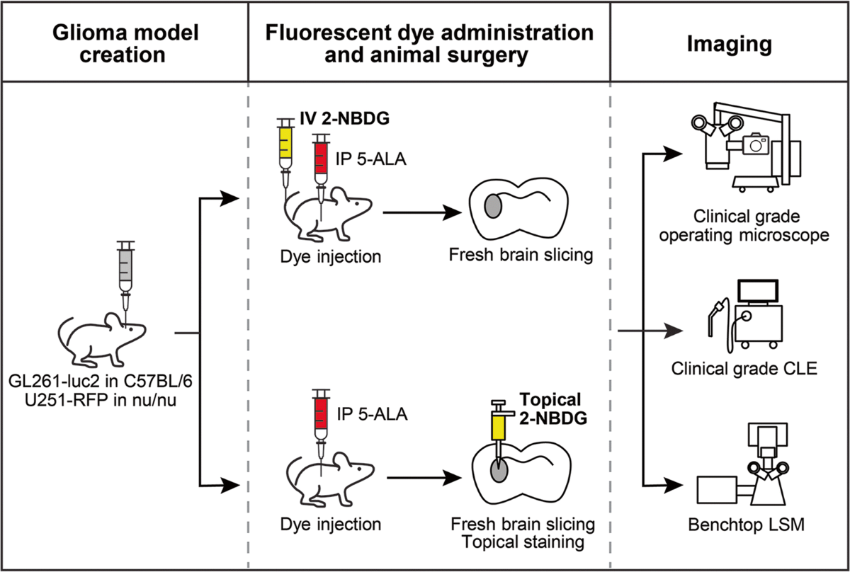 hitomi yoshizawa fake nude Targeting YAP to overcome acquired resistance to ALK inhibitors in  ALK‐rearranged lung cancer | EMBO Molecular Medicine