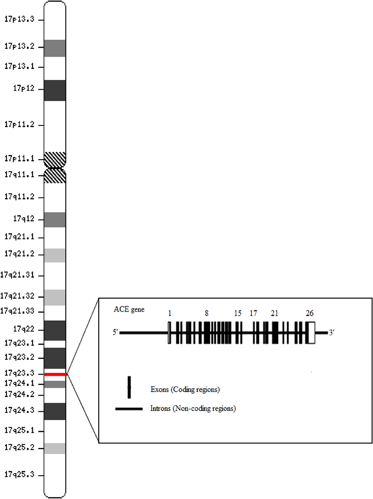 ace. GENE ace.GENE ACE.GENE acegene エースジーン エース ジーン エースジーン マルチタイド リュック リュックサック 13リットル 67583 ace63