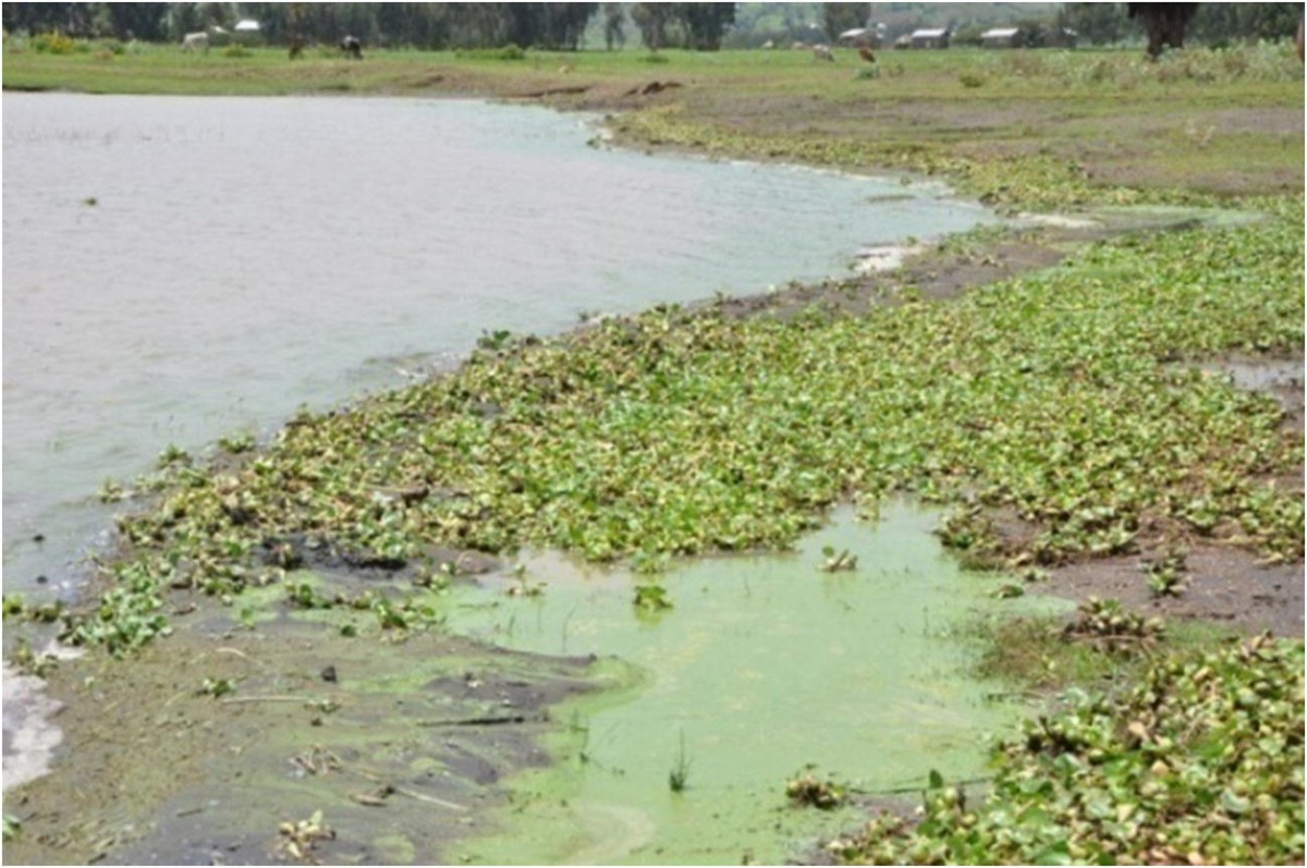 Review of characterization, factors, impacts, and solutions of Lake  eutrophication: lesson for lake Tana, Ethiopia | Environmental Science and  Pollution Research, image size:1200x797