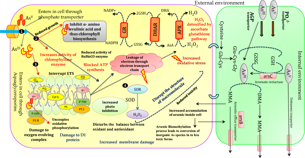 glutathione reduction of arsenate Frontiers Known pathways of arsenic metabolism