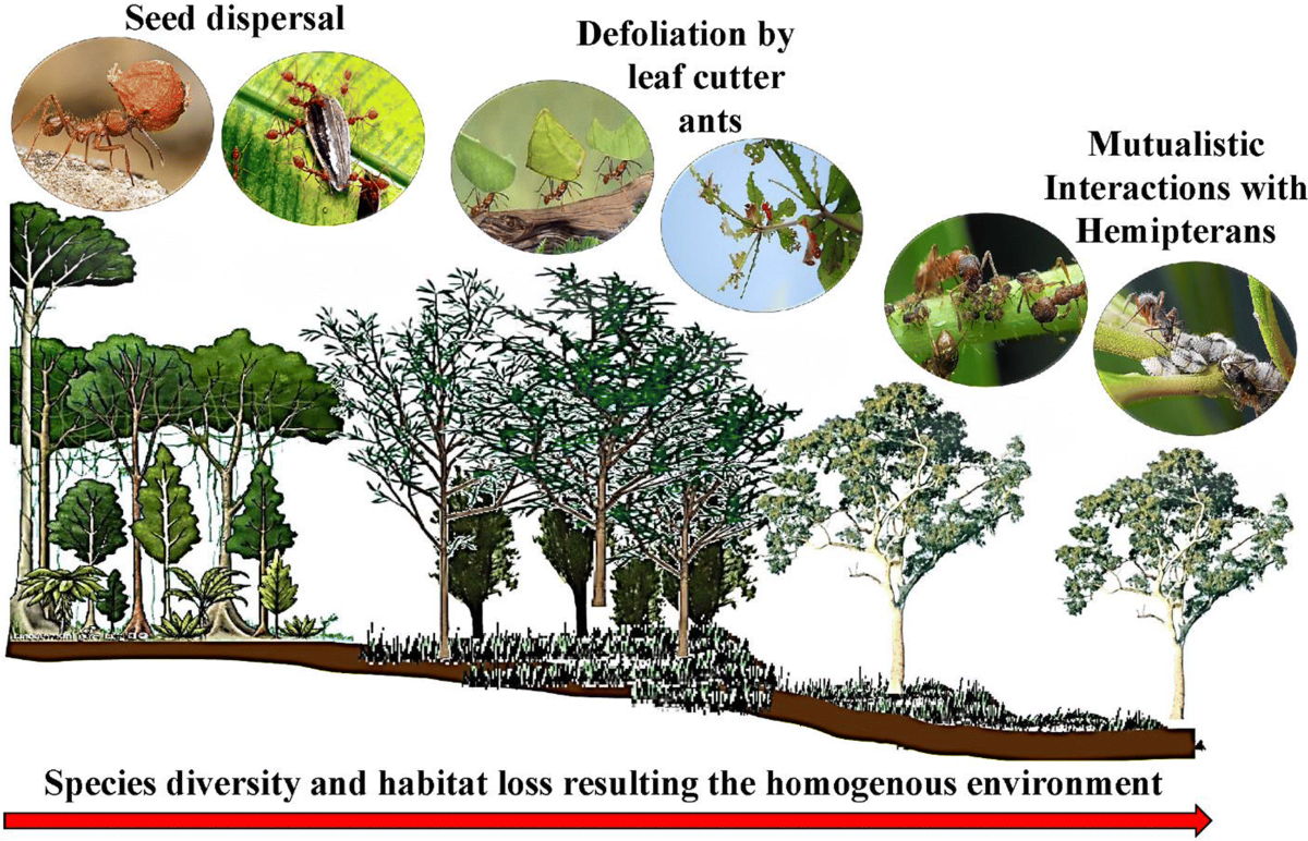 Professional illustration showing native ant seed dispersal process in forest ecosystem
