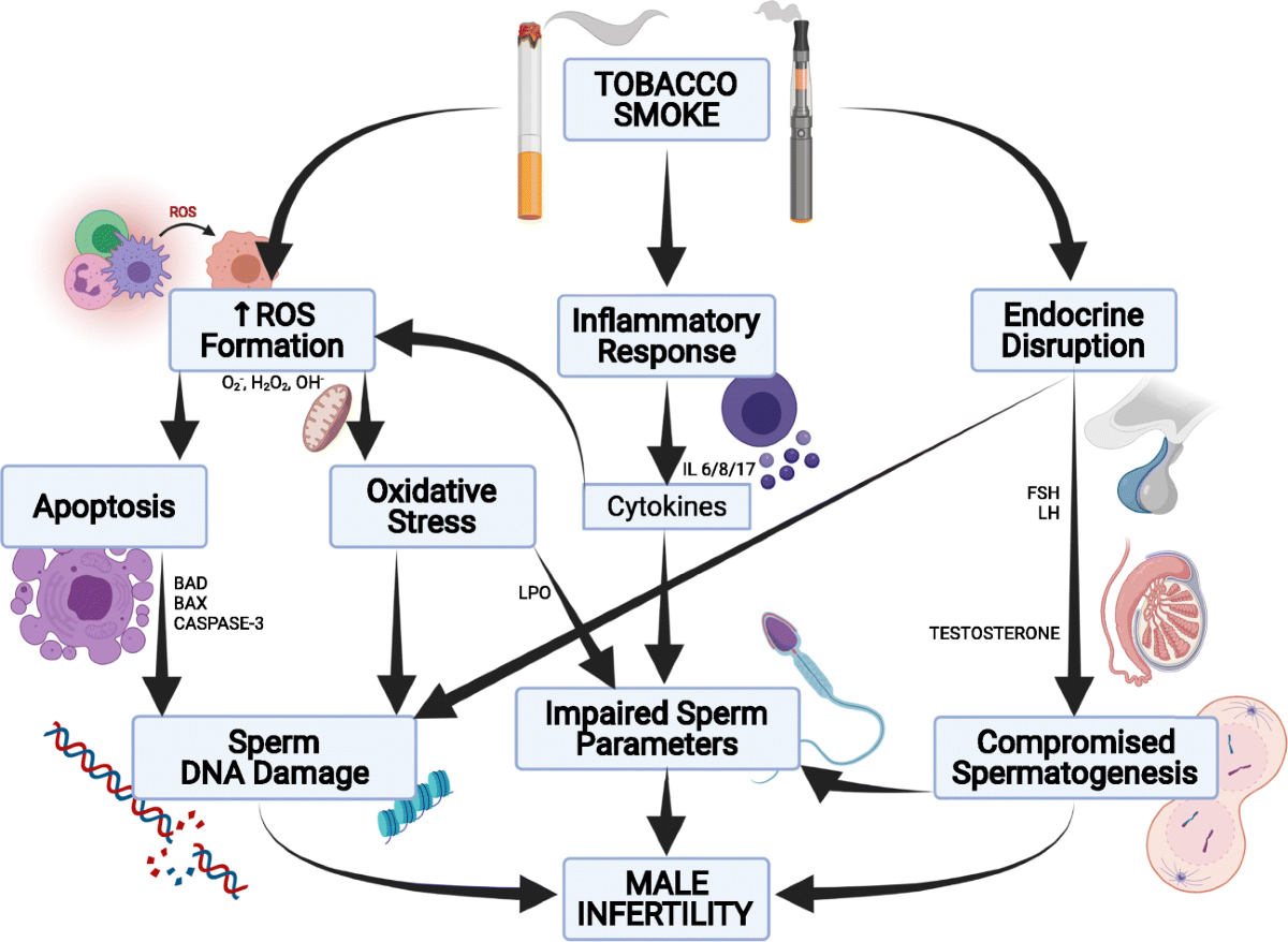 chewing tobacco and male infertility The mutagenic effect of tobacco smoke on male fertility | Environmental  Science and Pollution Research