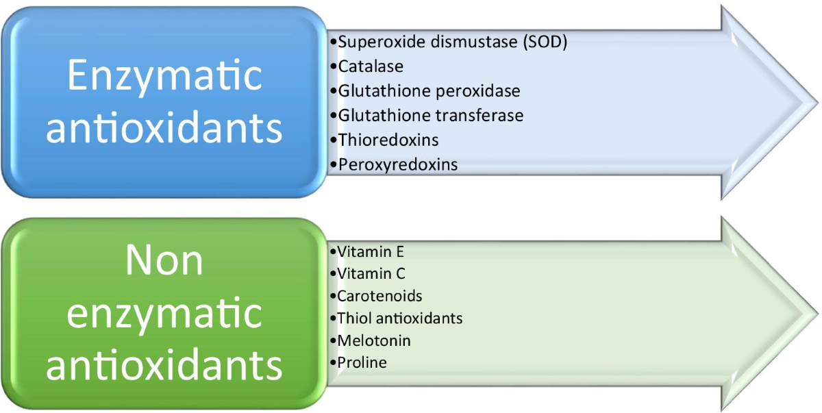 glutathione and glutathione disulfide levels Comparison of intra- and extracellular glutathione (GSH) and