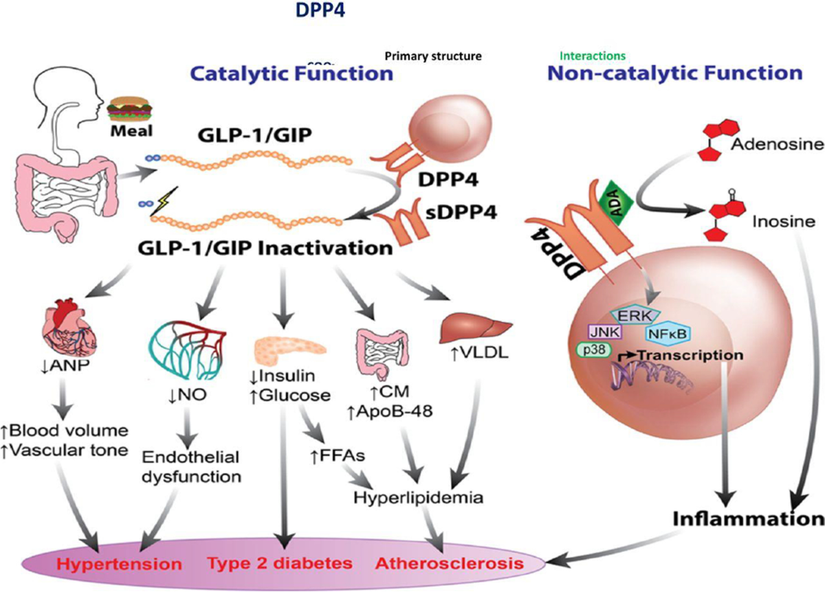 Role and mechanism(s) of incretin-dependent therapies for treating diabetes  mellitus | Environmental Science and Pollution Research | Springer Nature  Link