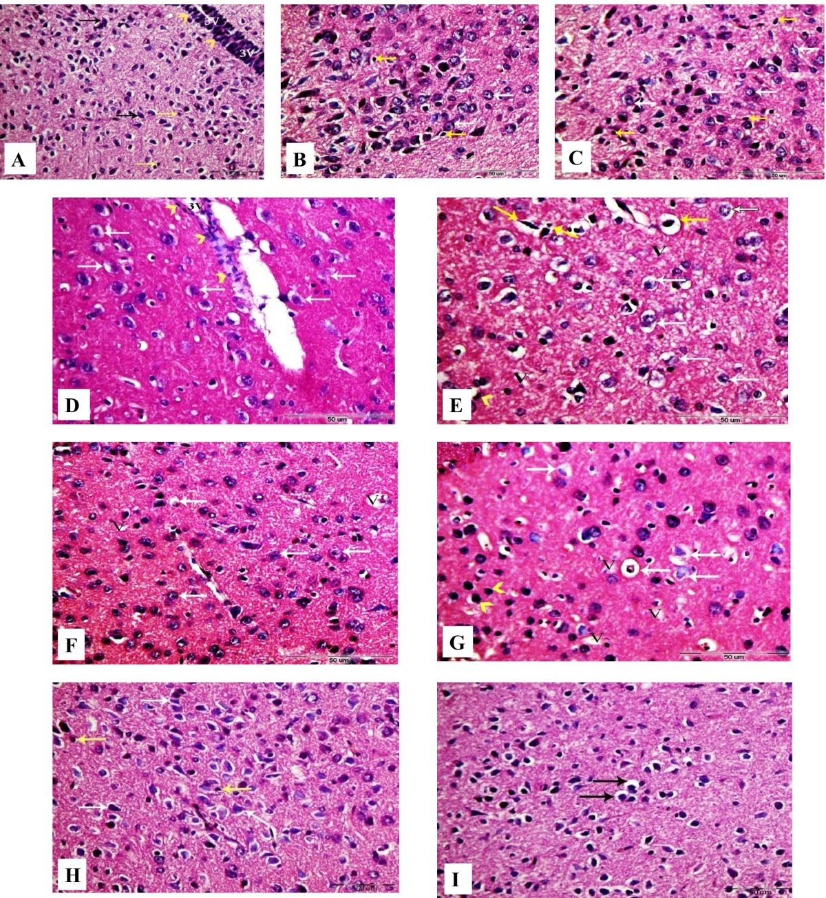l carnitine pdf L-Carnitine in Mitochondria