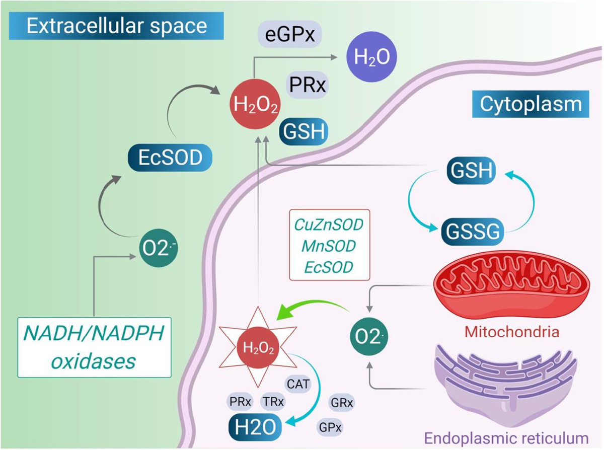 Nutraceuticals and mitochondrial oxidative stress: bridging the gap in the management of bronchial asthma | Environmental Science and Pollution Research