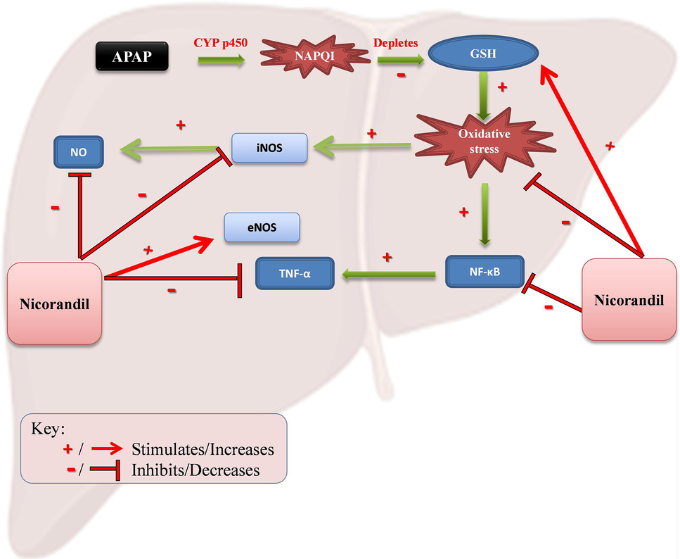 cjc-1295 ipamorelin side effects profile CJC-1295/Ipamorelin Benefits, Side Effects, and Cost: The Complete Patient  Guide
