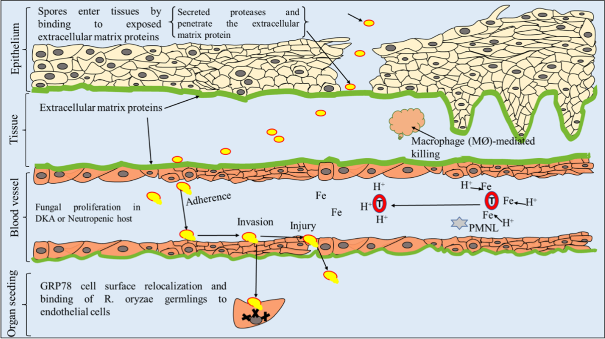 Focusing COVID-19-associated mucormycosis: a major threat to  immunocompromised COVID-19 | Environmental Science and Pollution Research |  Springer Nature Link