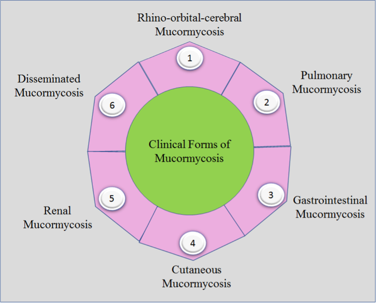 Focusing COVID-19-associated mucormycosis: a major threat to  immunocompromised COVID-19 | Environmental Science and Pollution Research |  Springer Nature Link