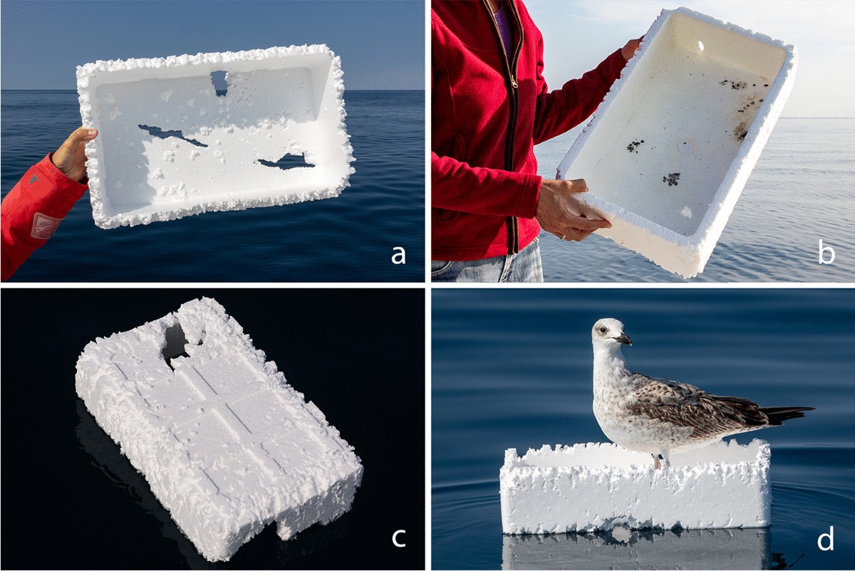 Menestrello di Pietro Acquafredda: Carmen Cicconofri, architetto, abbandona  la professione per la musica: direttrice di coro ( da Il Resto del Carlino,  di Alessandro Feliziani), image size:1200x802