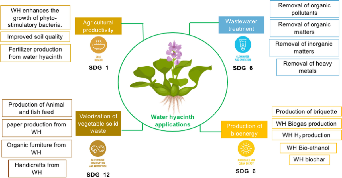 Water Hyacinth: Care, Risks, Uses, and How to Manage This Invasive Plant in the UK Water Hyacinth: Care, Risks, Uses, and How to Manage This Invasive Plant in the UK
