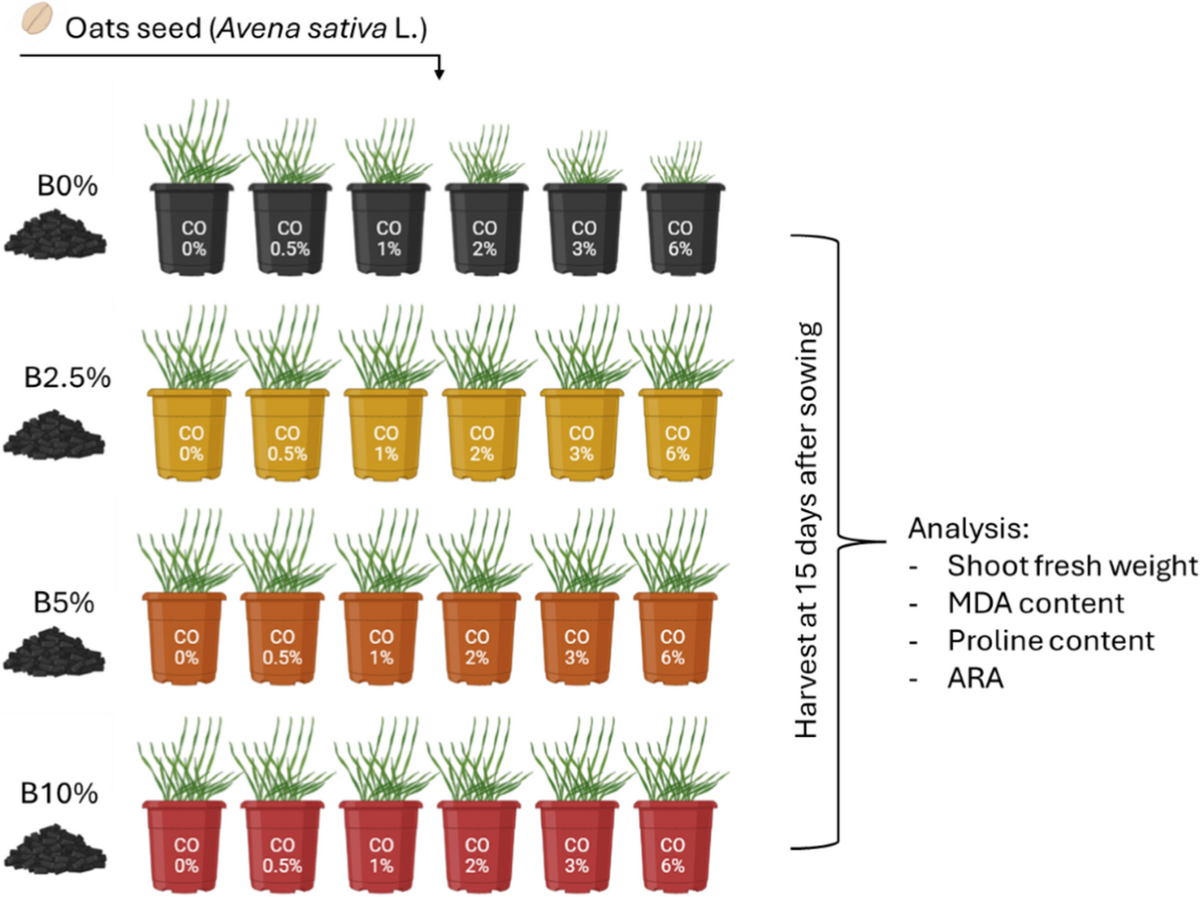 Biochar-mediated bioremediation: a sustainable strategy to increase Avena  sativa L. tolerance to crude oil soil contamination | Environmental Science  and Pollution Research, image size:1200x897