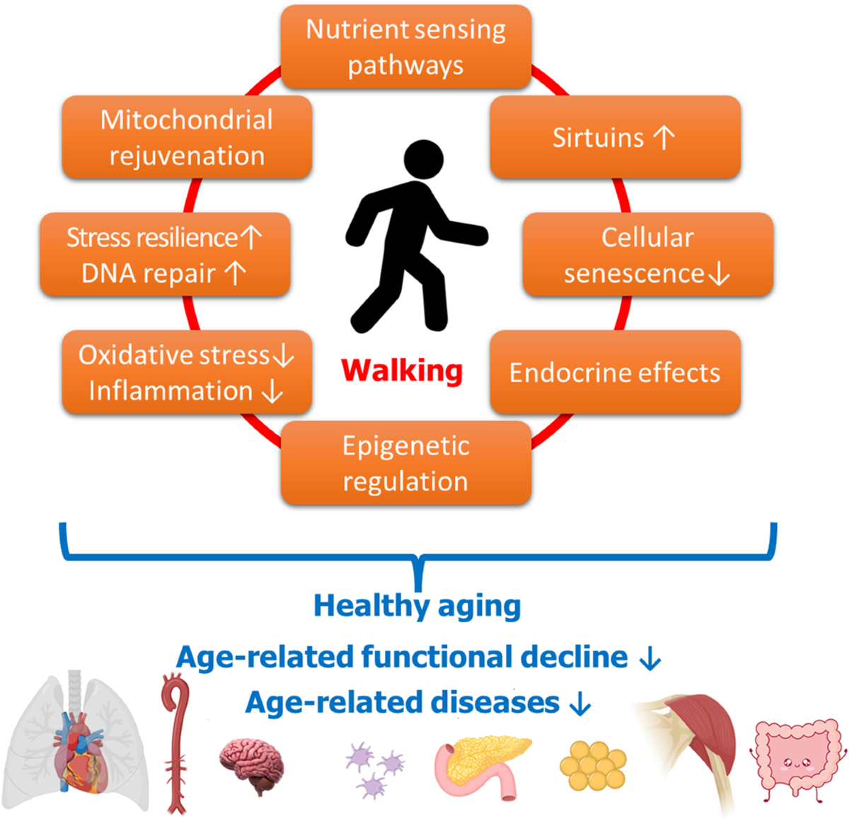 Why Walking Matters