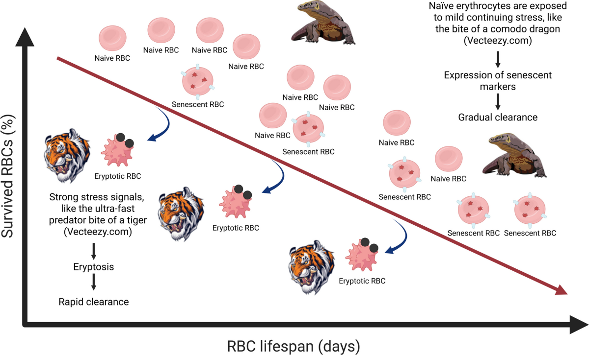 doctor's data glutathione erythrocytes cost Redefining the concept of erythrocyte senescence: is eryptosis  fundamentally different from erythrocyte senescence | GeroScience