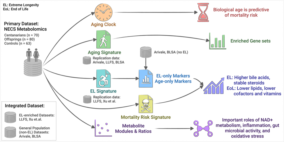 acetyl-l-carnitine site www.longecity.org Metabolomic signatures of extreme old age: findings from the New England Centenarian Study | GeroScience L-Glutathione & Vitamin C gmeelan gluta lazy cream Flavor:Creamy Chocolate