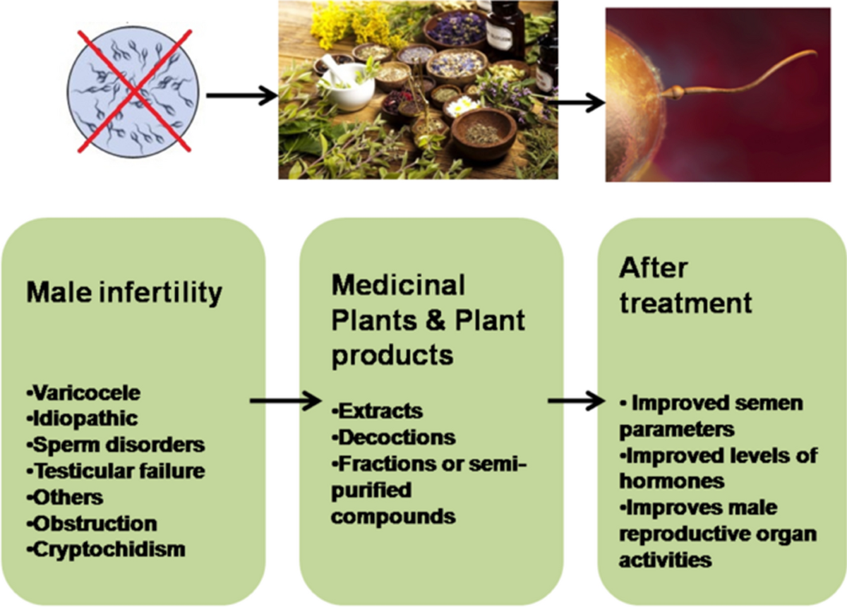 glutathione therapy for male infertility (GSH) and Role of antioxidants in fertility