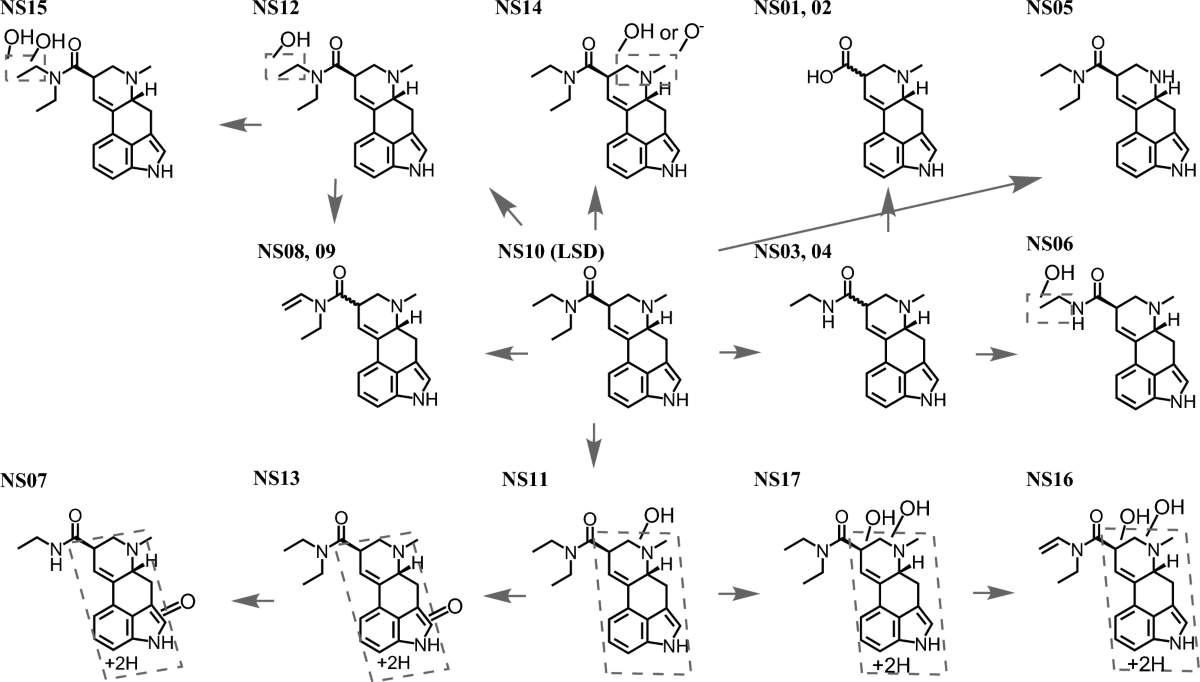 In vitro metabolic fate of 1-[3-(trimethylsilyl)propanoyl] lysergic acid  diethylamide (1S-LSD), a silicon-containing LSD analog | Forensic  Toxicology | Springer Nature Link
