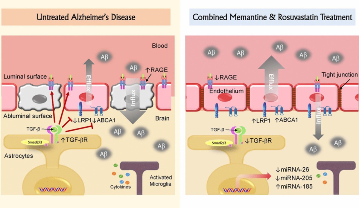 can i take glutathione with rosuvastatin Memantine/Rosuvastatin Therapy Abrogates Cognitive and Hippocampal Injury  in an Experimental Model of Alzheimer's Disease in Rats: Role of  TGF-β1/Smad Signaling Pathway and Amyloid-β Clearance | Journal of  Neuroimmune Pharmacology