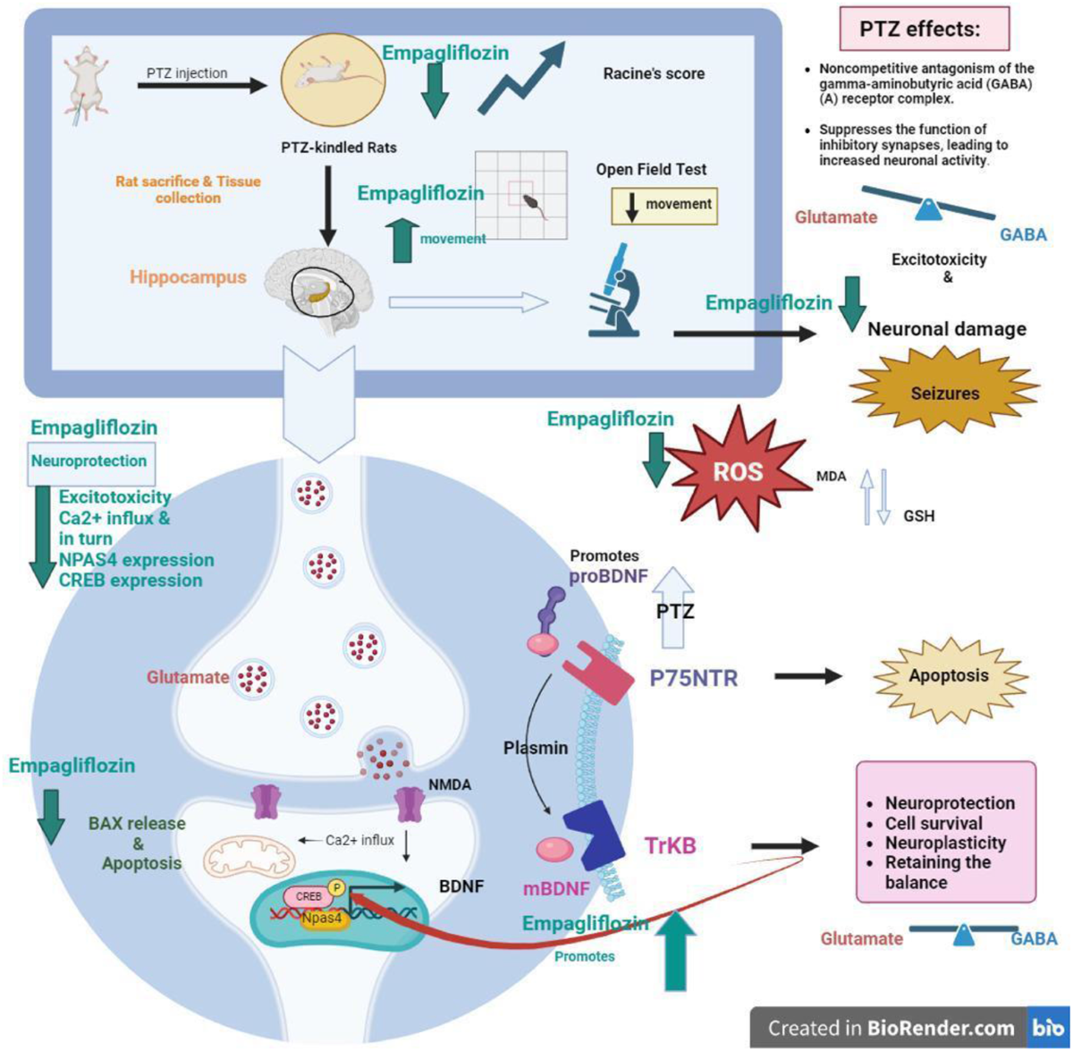 glutathione and seizures Circulating glutathione peroxidase and superoxide dismutase levels in  patients with epilepsy: A meta-analysis - Seizure main image 0