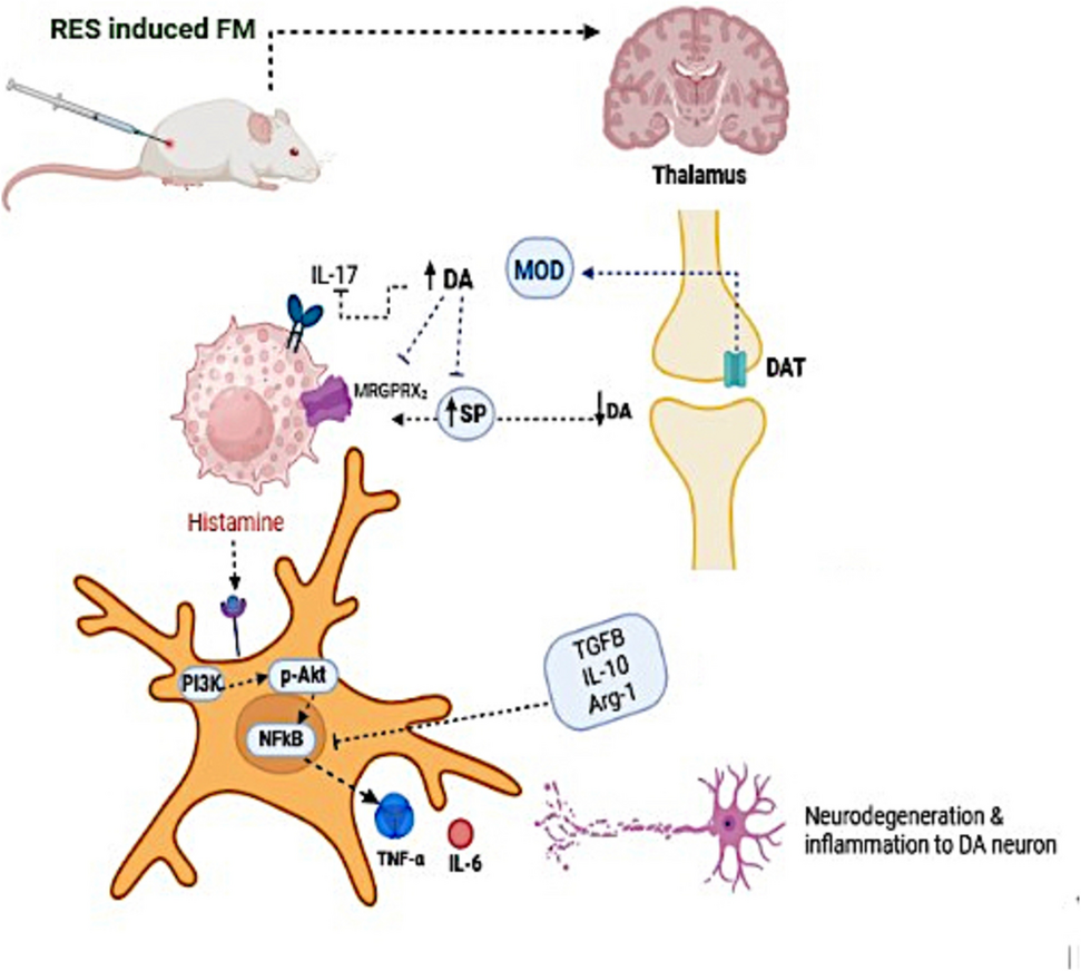 semaglutide histamine Modafinil Ameliorated Fibromyalgia Syndrome in Rats by Modulating Mast  Cells and Microglia Activation Through Dopamine/Substance P/MRGPRX/Histamine  and PI3K/p-Akt/NF-κB Signaling Pathways | Journal of Neuroimmune  Pharmacology