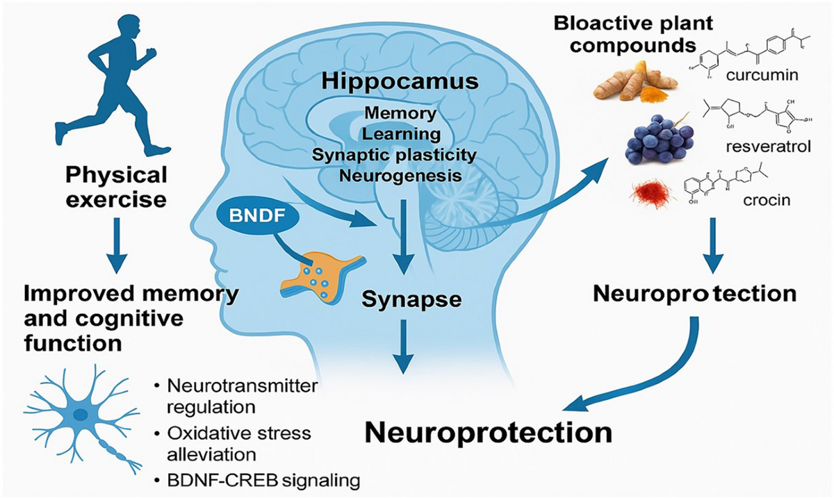 glutathione bdnf Enhancing Neuroprotection Through Exercise: The Synergistic Effects of Bioactive Plant Compounds Via the CREB-BDNF Signaling Pathway | Journal of Neuroimmune Pharmacology Glutathione Enhances Gains from تونر غني بالجلوتاثيون Color:5CF Light Brown Mocha