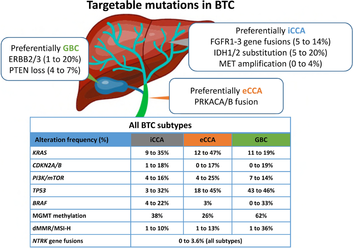 Optimizing Patient Pathways in Advanced Biliary Tract Cancers: Recent  Advances and a French Perspective | Targeted Oncology | Springer Nature Link