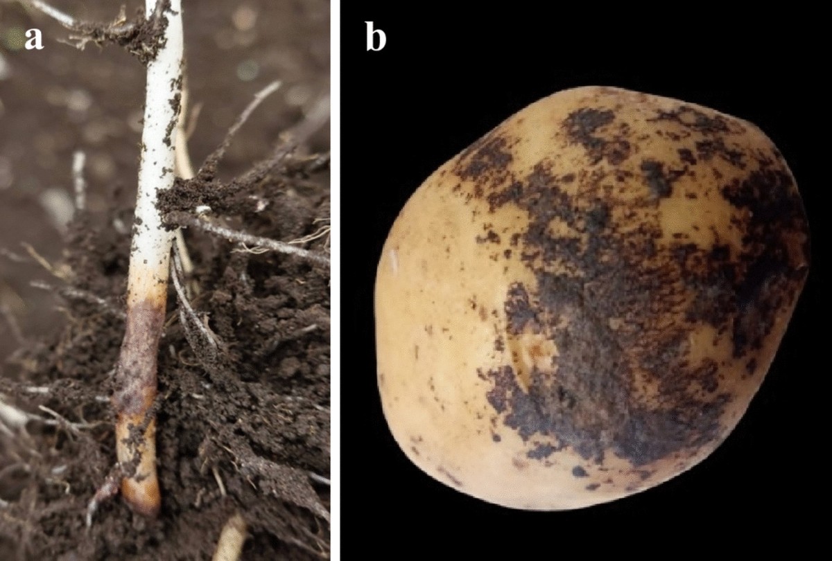Diversity and Pathogenicity of Anastomosis Groups of Rhizoctonia solani  Isolates Associated with Potato Diseases in Northern Sinaloa, Mexico |  Potato Research | Springer Nature Link