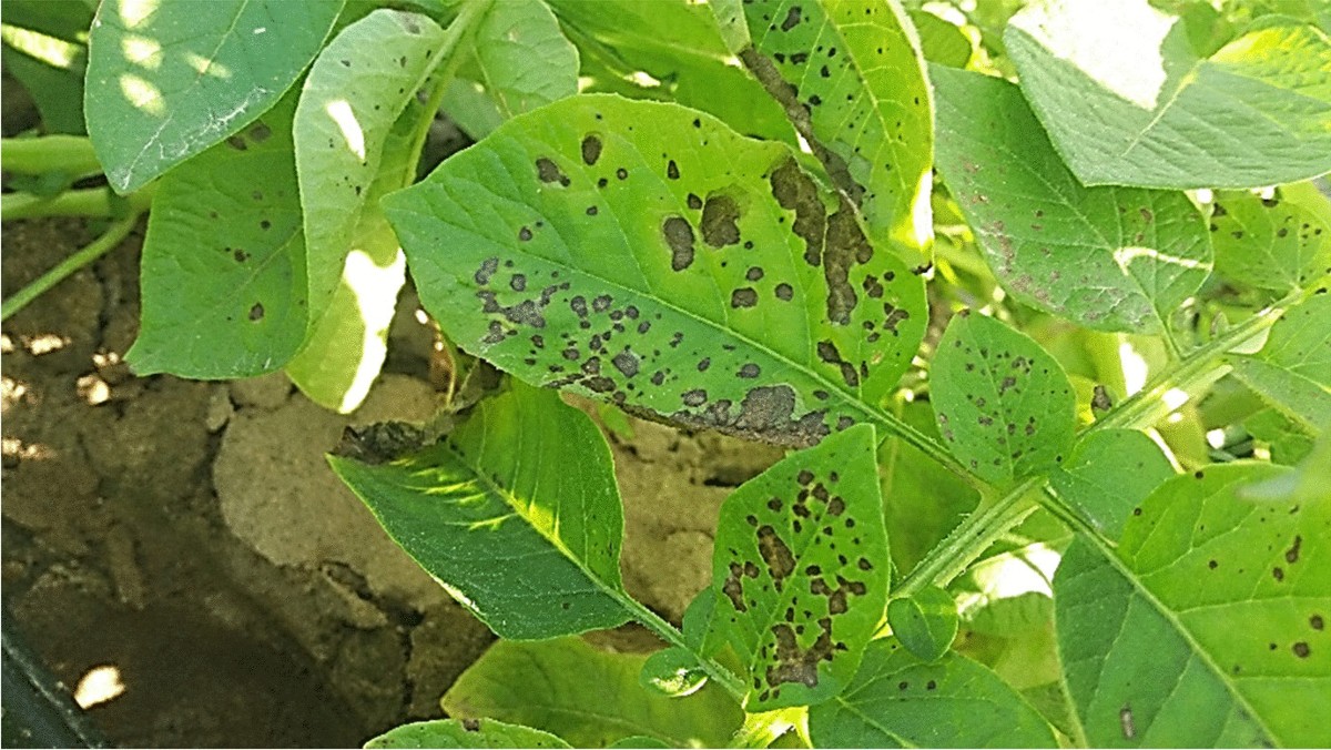 Utilization of Antagonistic Bacteria for Managing Potato Brown Leaf Spot  Caused by Alternaria tenuissima and Plant-Associated Biochemical Changes  During Disease Development | Potato Research | Springer Nature Link