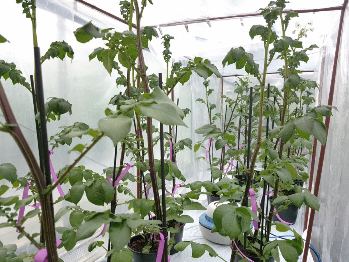 Pathogenicity of Single and Combined Inoculations of Alternaria spp. on  Potato | Potato Research | Springer Nature Link