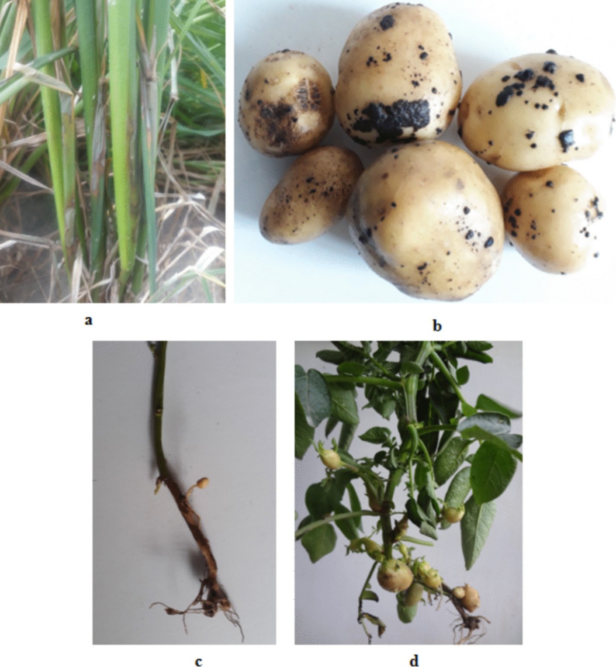 Morphological and Pathological Variability of Intra-field Rhizoctonia solani  Isolates in a Rice-Potato Rotation and their Sensitivity to Fungicides |  Potato Research | Springer Nature Link