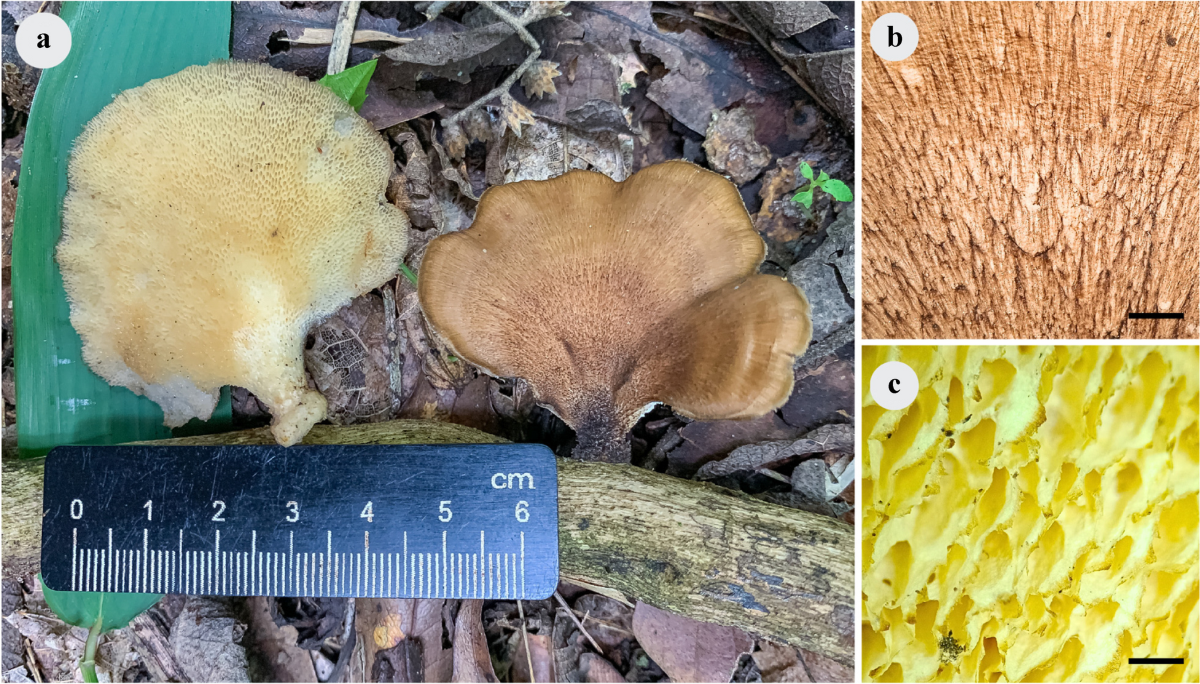 Queer Jams of the Week: Beabadoobee, Kali Uchis \u0026 More, image size:1200x684