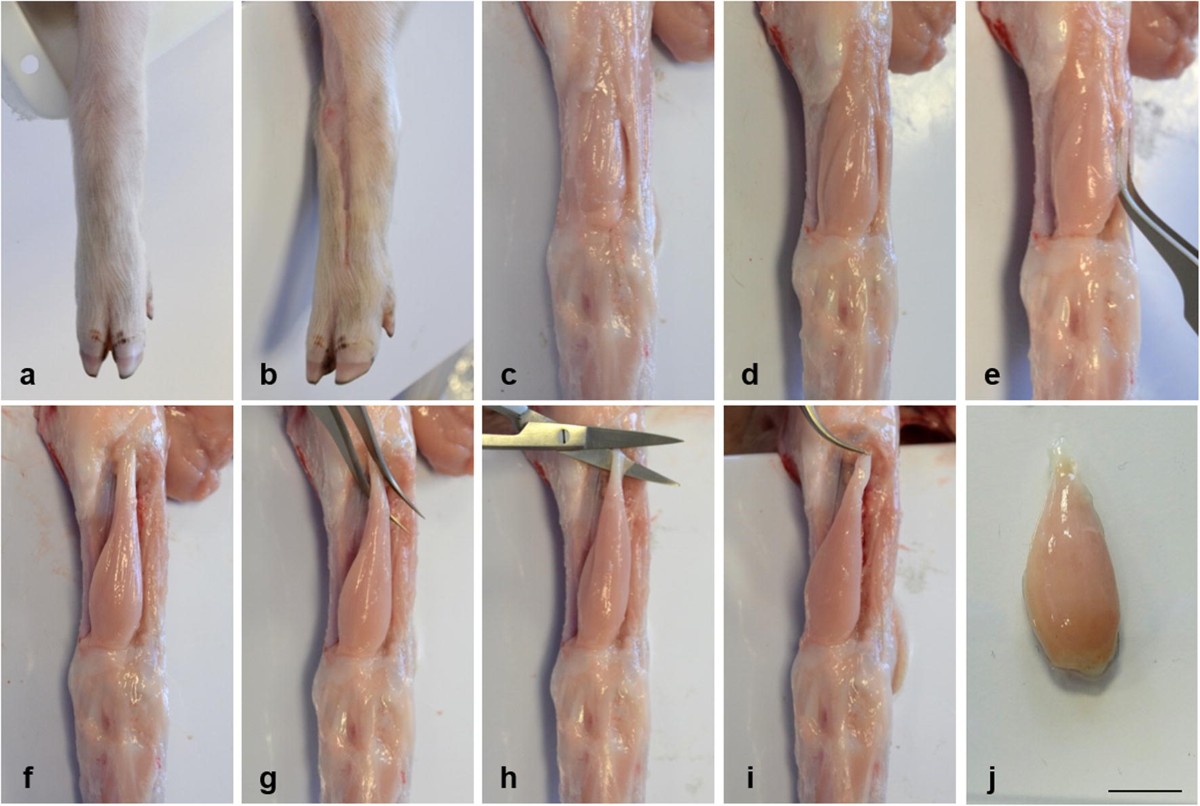 Histopathological Evaluation of Skeletal Muscle with Specific Reference to  Mouse Models of Muscular Dystrophy, image size:1200x806