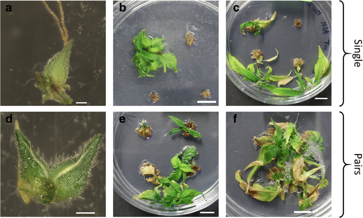 Flower power: floral reversion as a viable alternative to nodal  micropropagation in Cannabis sativa. | In Vitro Cellular & Developmental  Biology - Plant