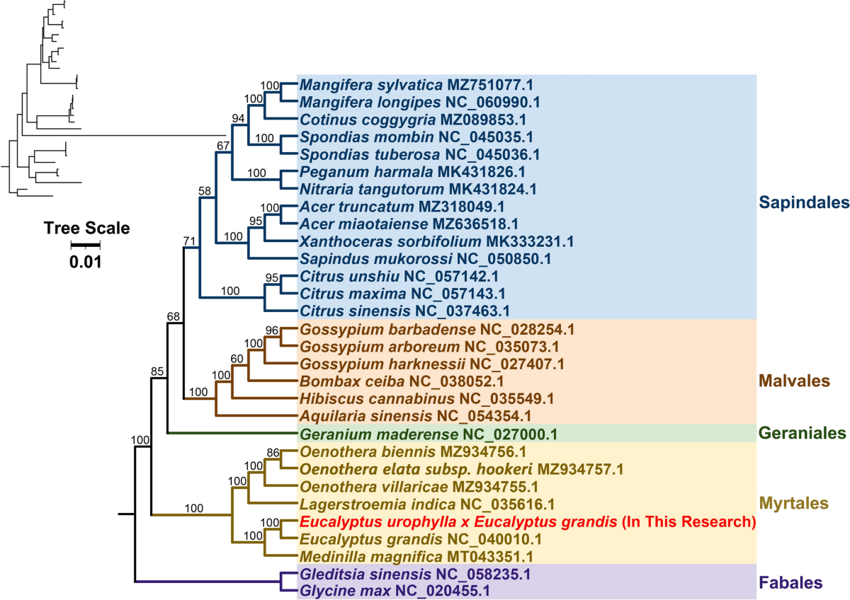 Assembly and phylogenetic analysis of the complete mitochondrial genome of  a widely planted hybrid eucalypt (Eucalyptus urophylla × E. grandis) |  Journal of Forestry Research