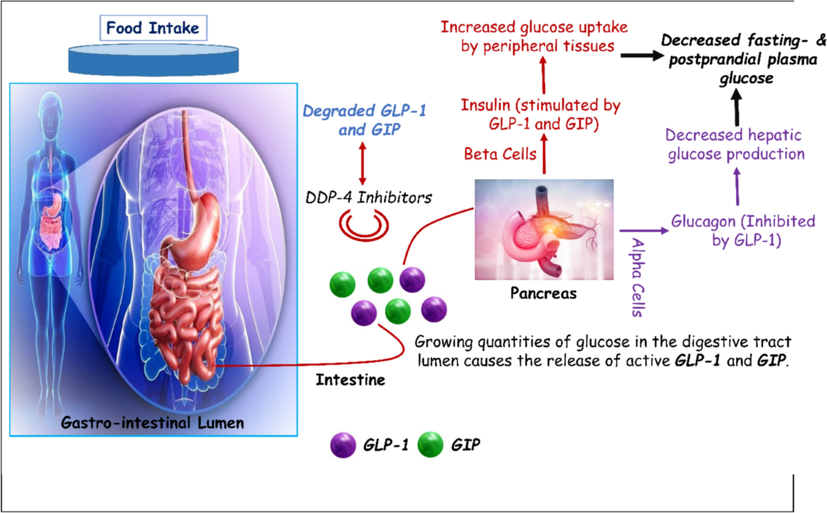 glp 1 timeline for weight loss Blog