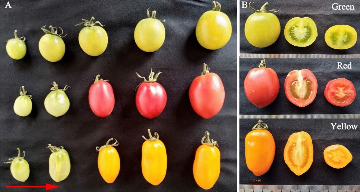does tomato contain glutathione Transcriptome analysis of color-related gene expression in three differently colored cherry fruits | Acta Physiologiae Plantarum supreme Gluta white