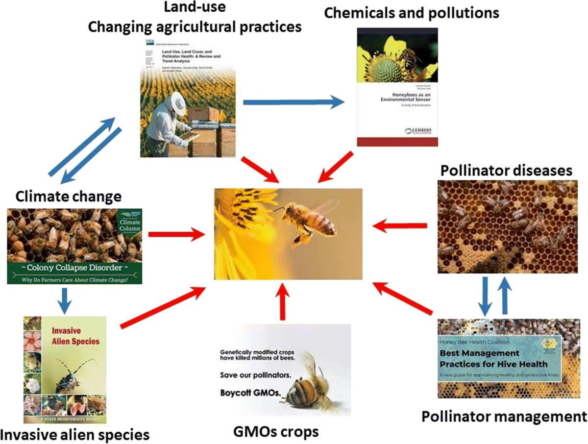 The health crisis in managed honey bees (Apis mellifera). Which 