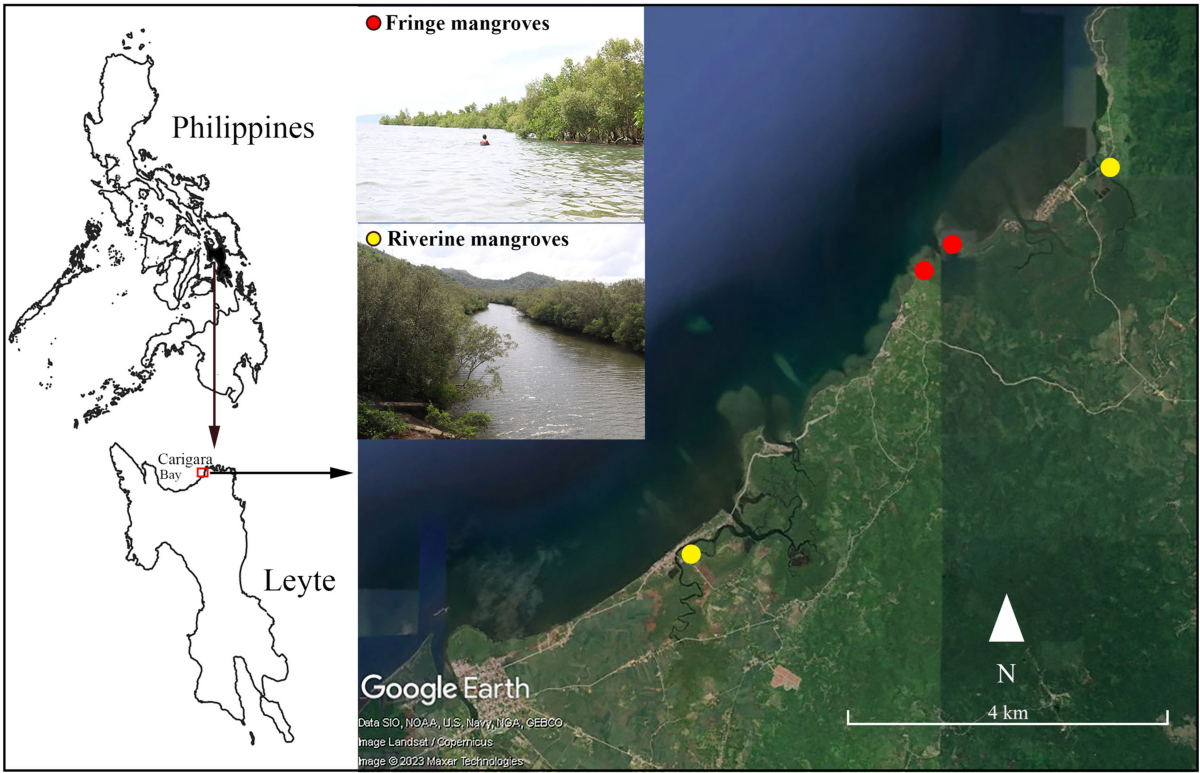 Diversity and assemblage of mangroves along the carigara bay in Leyte,  Philippines | Biologia | Springer Nature Link